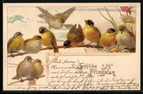 AK Singvögel auf Zweigen, Pfingstgruss