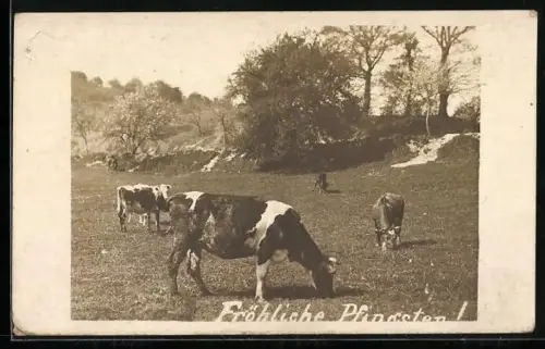 AK Weidende Kühe, Pfingstgruss
