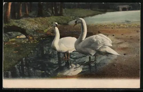 AK Zwei Schwäne an einem Gewässer
