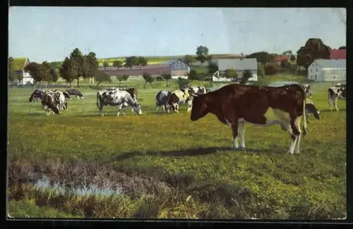 AK Weidende Kühe und Gebäude, rückseitig Reklame Selbmann-Schokolade