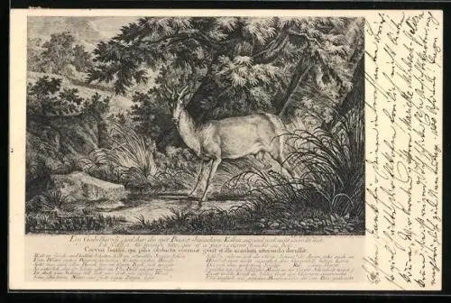 AK Gabelhirsch an einem Tümpel