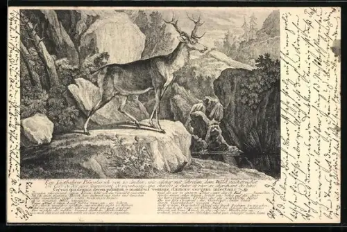 AK Hirsch auf einer Felsenplattform