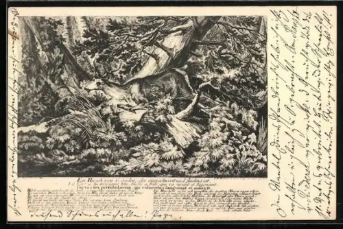 AK Hirsch im Unterholz