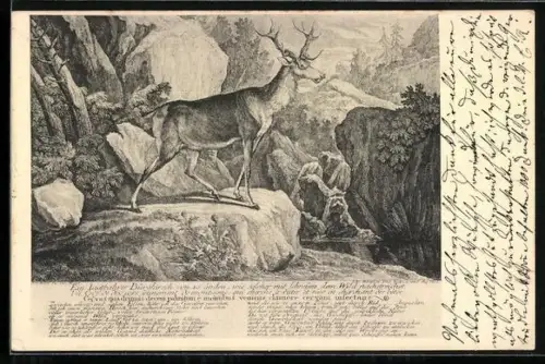 AK Hirsch auf einem Felsen