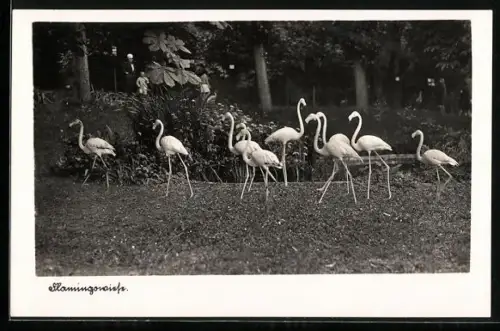 AK Abgezäunte Flamingowiese mit Flamingos, Besucher
