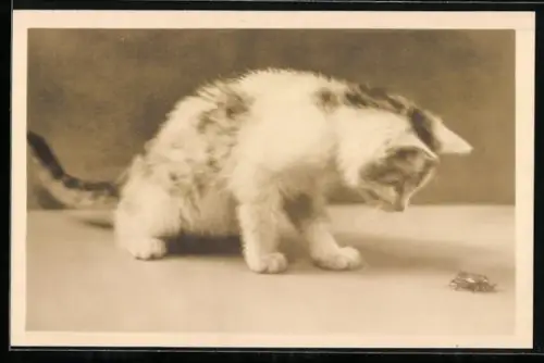 AK Katzenbaby betrachtet einen Maikäfer