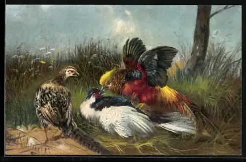 AK Schöne Vögel streiten sich um das Futter