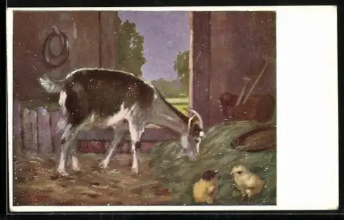 AK Ziege beim Fressen von Heu im Stall, Küken