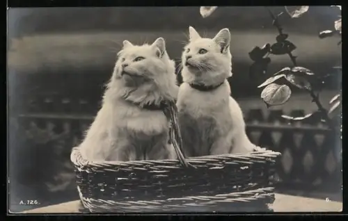AK Zwei weisse Katzen in einem Körbchen