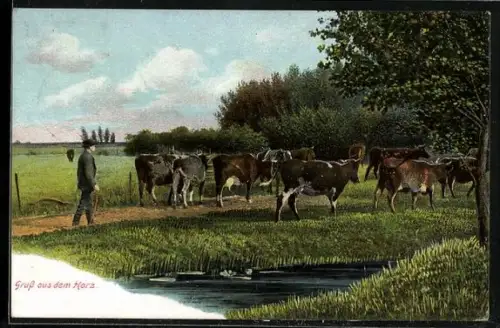 AK Harz, Bauer beim Treiben der Kühe auf die Weide