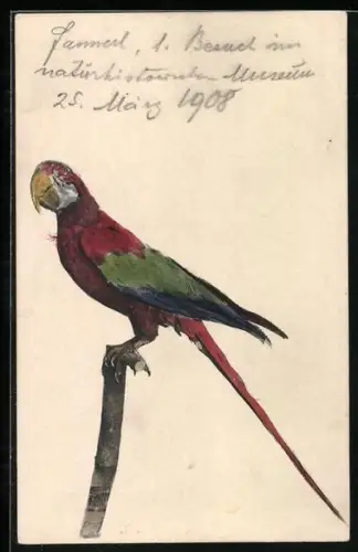 AK Papagei auf einem Ast