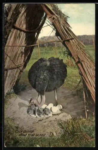 AK Cock Ostrich, about to sit on nest