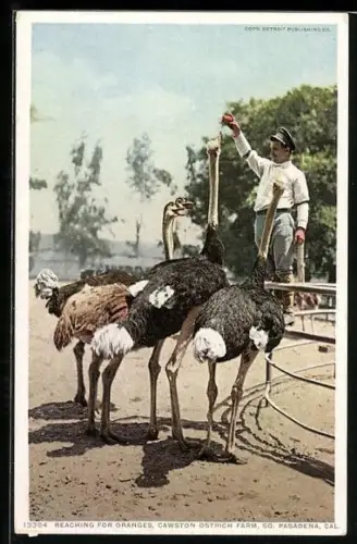 AK Pasadena, CA, Cawston Ostrich Farm, Reaching for Oranges