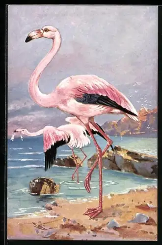 AK Zwei Flamingos am Wasser