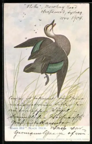 AK Hard Hit, Black Duck