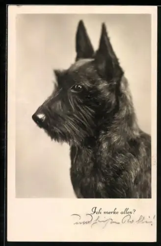 AK Ich merke alles, Schwarzer Terrier
