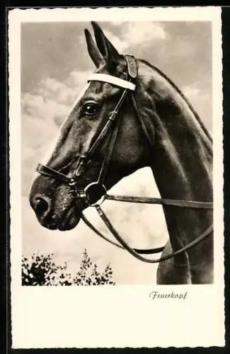 AK Feuerkopf, Edles Reitpferd
