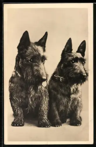 AK Ein Paar schwarzer Terrier