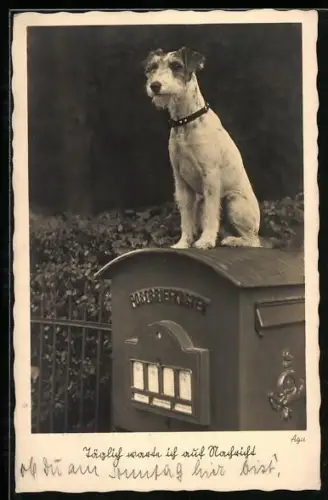 AK Täglich warte ich auf Nachricht, Hund sitzt aufmerksam auf einem Postbriefkasten