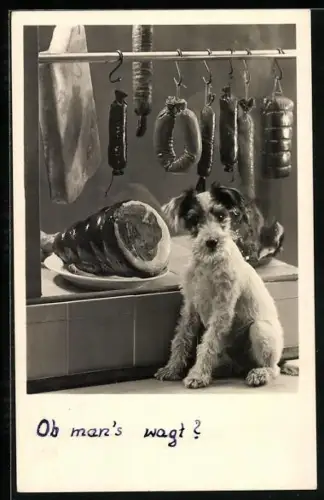 AK Terrier vor Fleischer-Schaufenster