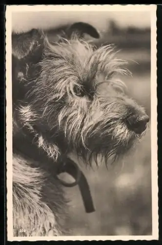 AK Terrier, Seitenportrait