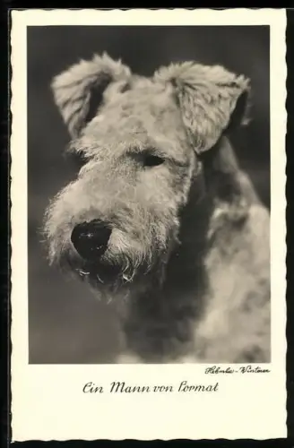 AK Ein Mann von Format, Terrier