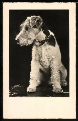 AK Kleiner Terrier mit Halsband
