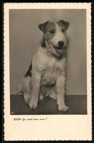 AK Wollt ihr was von mir?, Terrier