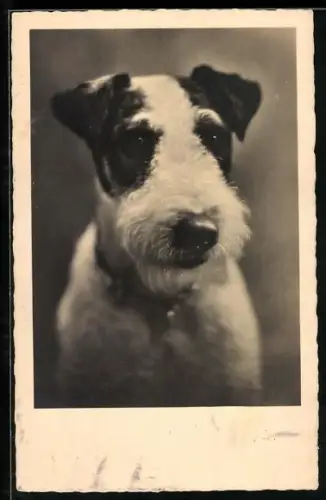 AK Portrait eines Terriers