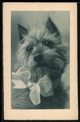 AK Terrier mit Schleife, Portrait