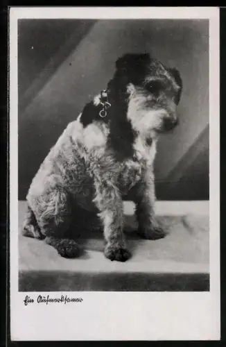 AK Ein Aufmerksamer, Terrier, Portrait