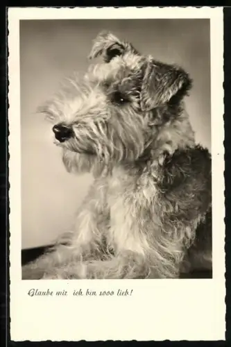 AK Glaube mir, ich bin sooo lieb!, Terrier