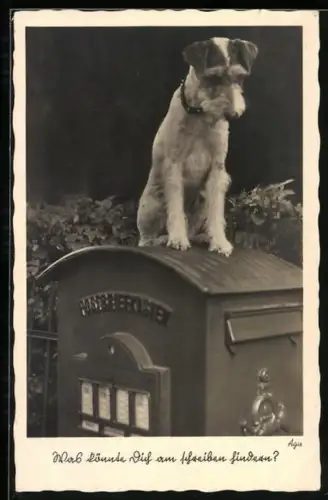 AK Kleiner Terrier sitzt auf einem Briefkasten