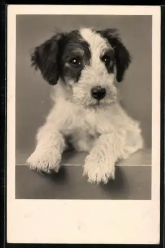 AK Terrierwelpe mit vorgestreckten Pfoten