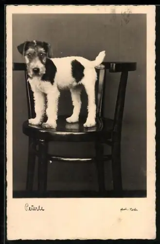 AK Peterle, Terrier auf einem Stuhl