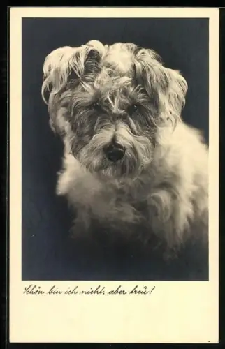 AK Schön bin ich nicht..., Terrier