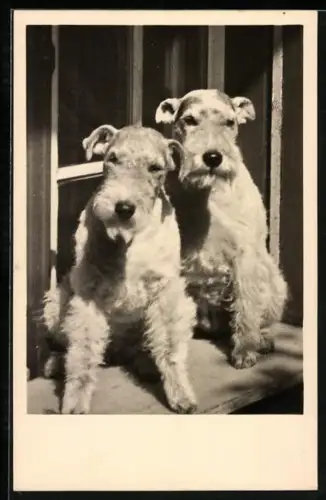 Foto-AK Zwei Terrier in der Sonne