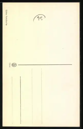 Foto-AK Zwei Terrier in der Sonne