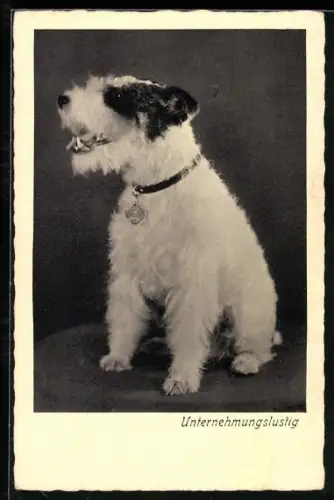 AK Unternehmungslustig, Bellender Terrier