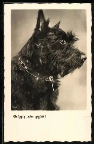 AK Struppig, aber gescheit!, Terrier