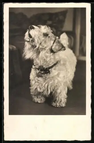 Foto-AK Bellender Terrier mit Halsband