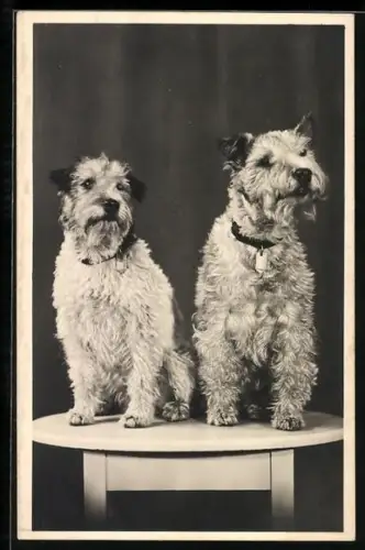 AK Zwei Terrier auf einem Tischchen