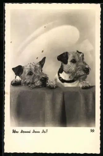 AK Wer kommt denn da?, Zwei Terrier
