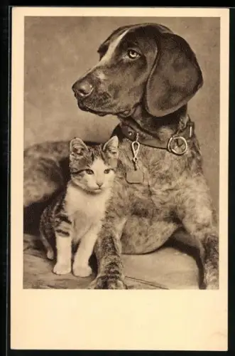 AK Wien, Tierschutzverein, Hund und Katze, Tierfreundschaft