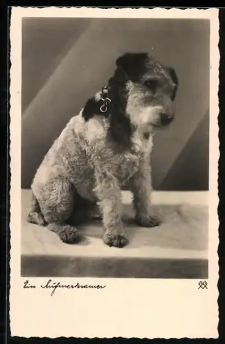 AK Junger Terrier mit geneigtem Kopf, Portrait