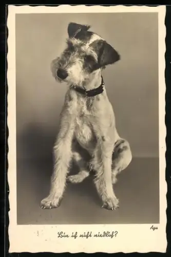 AK Bin ich nicht niedlich?, Terrier mit geneigtem Kopf