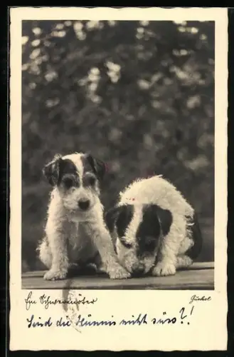 AK Zwei junge Terrier im Freien