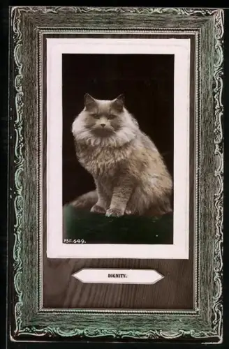 AK Dignity, Weisse Katze