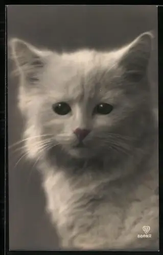 AK Kleine weisse Katze, Portrait