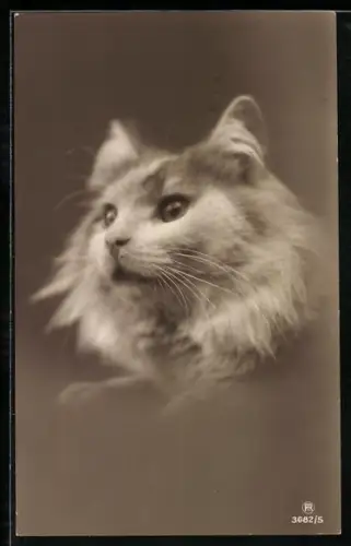 AK Weisse Langhaar-Katze, Portrait